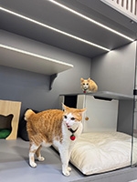 九龍區寵物酒店推介-Honey Cat Hotel貓蜜酒店|深水埗區 